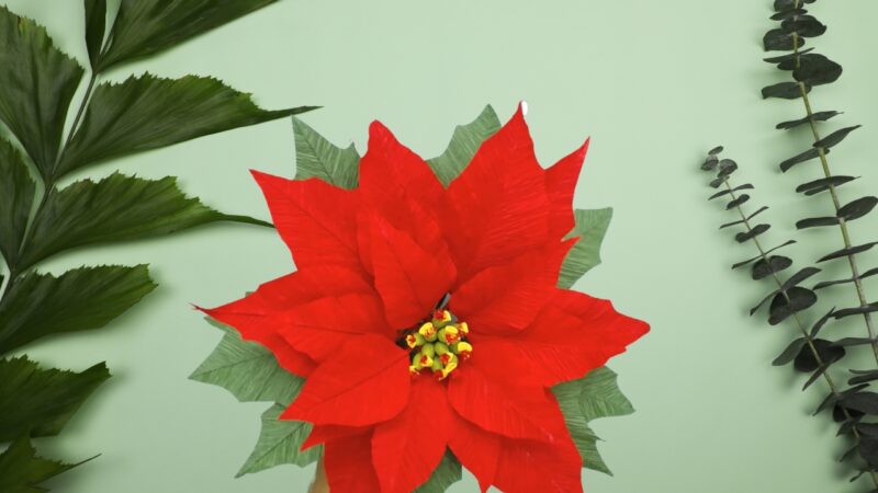 Poinsettias paper flowers